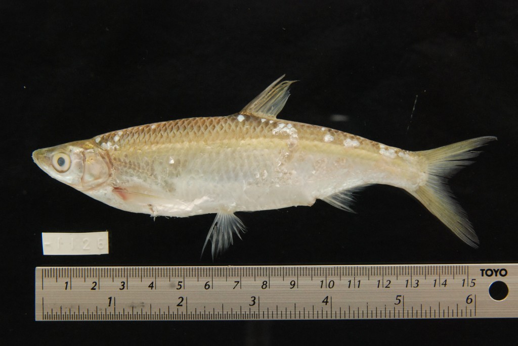 易游平台 -粨是什么意思